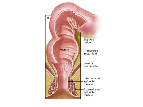 Bullpen reccomend anus rectum diagram