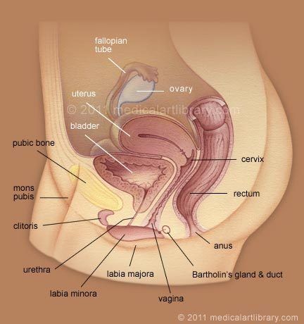 Anus rectum diagram