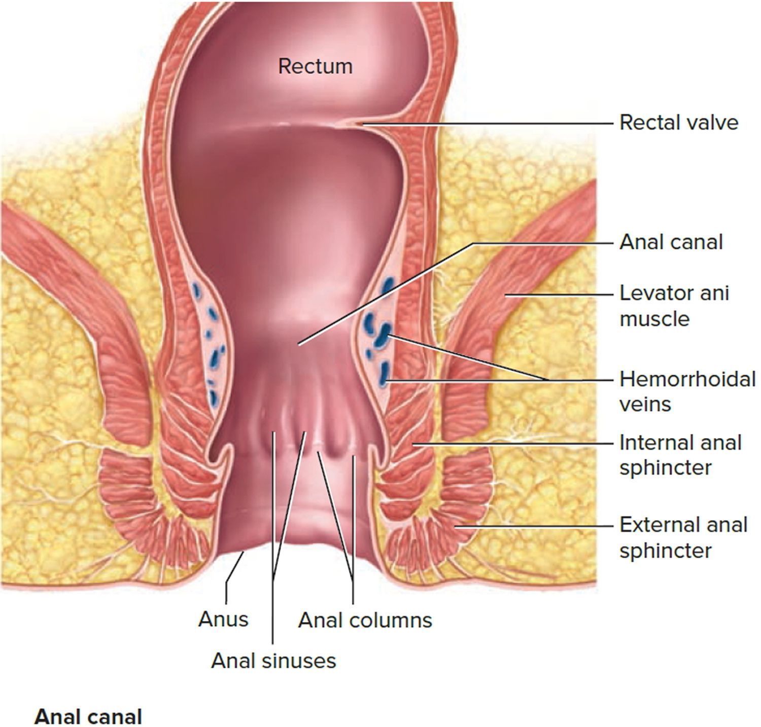 Anus rectum diagram
