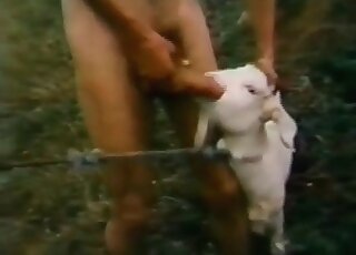 best of Goat fucking rare footage